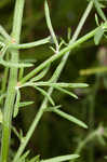 Spotted knapweed